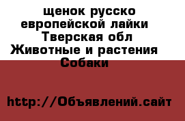 щенок русско-европейской лайки - Тверская обл. Животные и растения » Собаки   